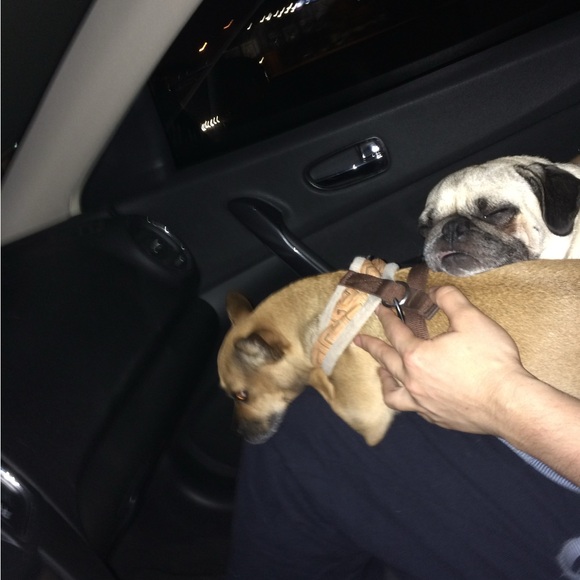 Meet your Posher, Gabriel - Picture 3 of 14